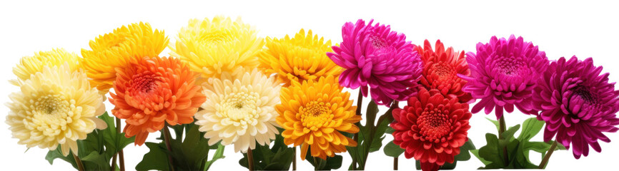 row of colorful chrysanthemum flowers , png file of isolated cutout object on transparent background. - obrazy, fototapety, plakaty