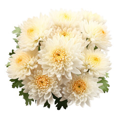 bouquet of white chrysanthemum flowers , png file of isolated cutout object on transparent background.