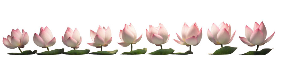 row of white lotus flowers, png file of isolated cutout object on transparent background.