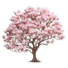 pink flowering magnolia tree , png file of isolated cutout object on transparent background.