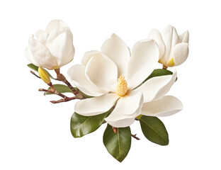 one magnolia flower , png file of isolated cutout object on transparent background.