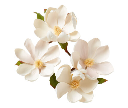 branch of magnolia flowers , png file of isolated cutout object on transparent background.