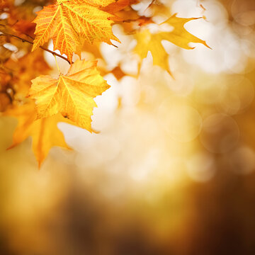 Abstract fall background with maple leaf, seasonal wallpapers