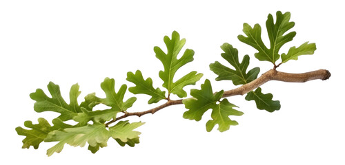 green oak branch with leaves, png file of isolated cutout object on transparent background.
