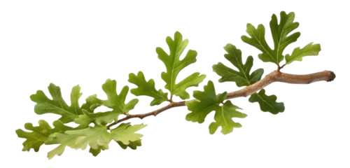 Fotobehang green oak branch with leaves, png file of isolated cutout object on transparent background. © Аrtranq
