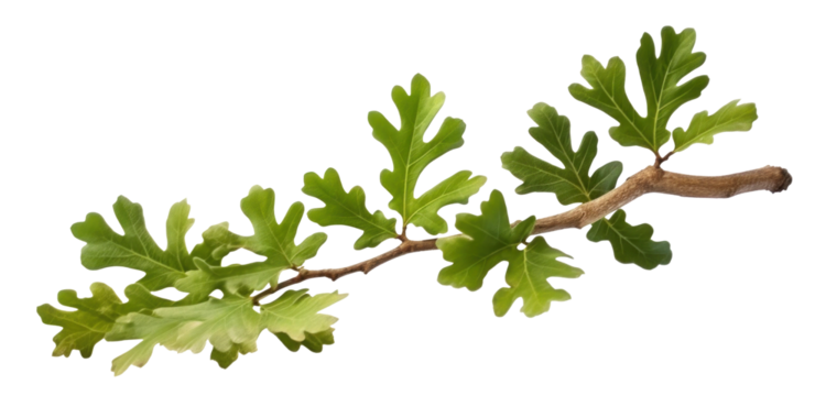 green oak branch with leaves, png file of isolated cutout object on transparent background.