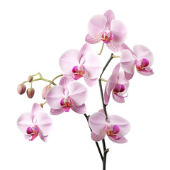 Fototapeta na wymiar branch of orchid flowers , png file of isolated cutout object on transparent background.