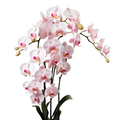 branch of orchid flowers , png file of isolated cutout object on transparent background.
