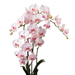 Poster branch of orchid flowers , png file of isolated cutout object on transparent background. © Аrtranq