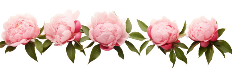 row of pink peonies flower , png file of isolated cutout object on transparent background.