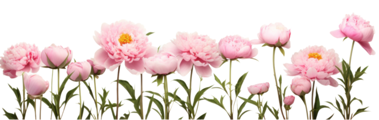 row of pink peonies flower , png file of isolated cutout object on transparent background.