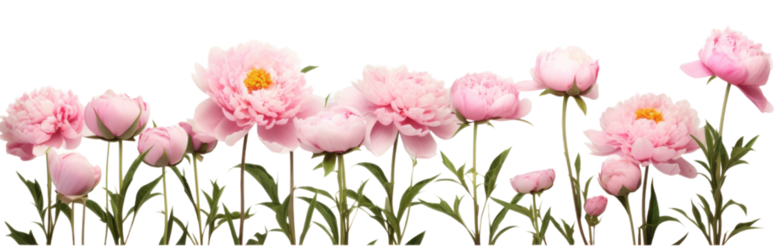 row of pink peonies flower , png file of isolated cutout object on transparent background.
