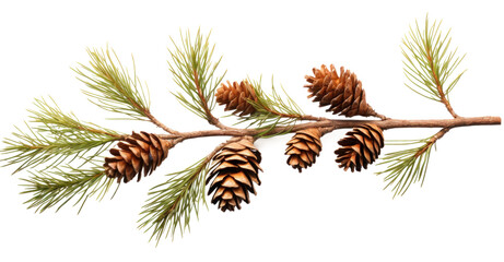 pine branch with needles and cones , png file of isolated cutout object on transparent background.