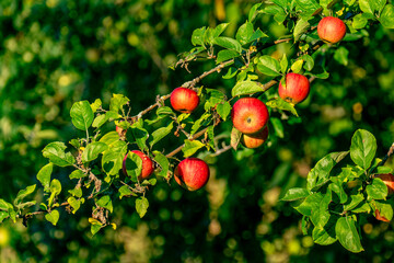 Reife Äpfel am Apfelbaum
