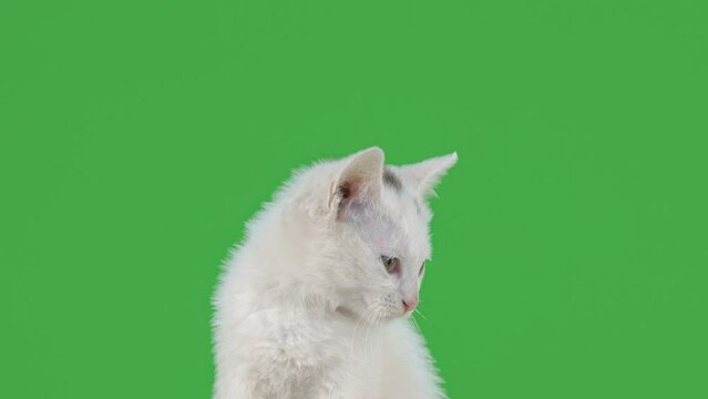 white beautiful kitten on a green screen