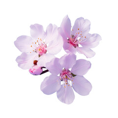 blooming sakura branch with flowers, png file of isolated cutout object on transparent background.