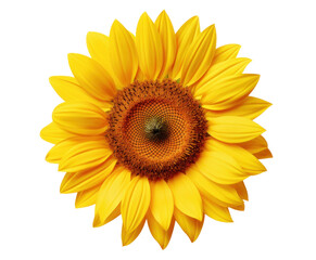 Fototapeta premium one sunflower, png file of isolated cutout object on transparent background.