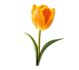 one yellow tulip flower, png file of isolated cutout object on transparent background.