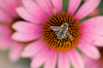 bee on pink flower Echinacea