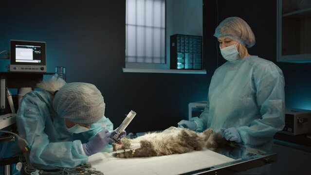 Veterinary anesthetist connecting cat to the anesthesia machine in vet clinic. Domestic cat sleeping on the surgical table while the veterinarian operating team preparing to begin the operation