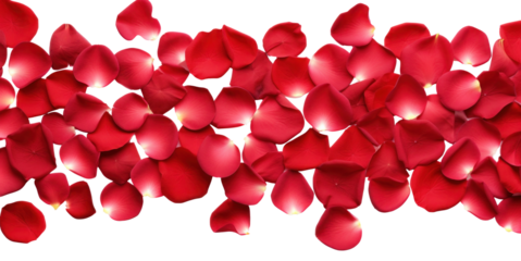 strip of scattered red rose petals, png file of isolated cutout object on transparent background.