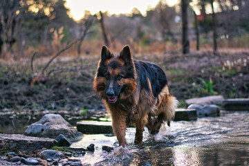 german shepherd dog in the woods