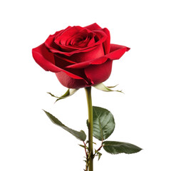 one red rose flower bud, png file of isolated cutout object on transparent background.