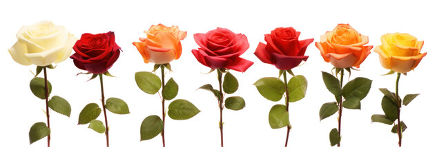 row of multi-colored rose flowers , png file of isolated cutout object on transparent background.