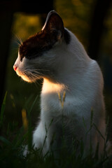 White and black cat illuminated by the sunlight outdoor
