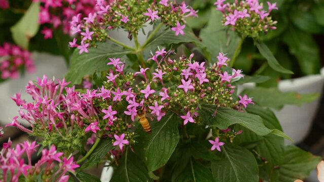 Honey bee on pink flowers, collecting pollen for plant pollination. Wild bee pollinating pink pentas lanceolata flowers. Floral macro with green patterns.