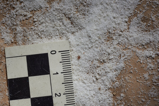 Varroamilbe die mit der Puderzuckermethode gewonnen wurde