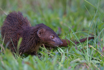 Mongoose (Urva javanica) eating a snake as their prey