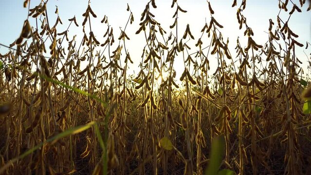 Soybean plantation. A beautiful video of a soybean field. Slider shots. 4k footage.