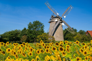 Windmühle Seelenfeld Petershagen mit Sonnenblumen - 646503797