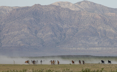 Wild Horses in Spring in the Utah Desert