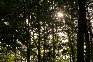 Promienna gwiazda słoneczna w lesie. Sun star - obrazy, fototapety, plakaty