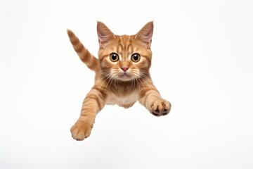 Young ginger tabby cat jumping towards the camera