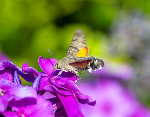 Macro of a flying hummingbird hawkmoth