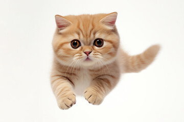 Adorable Munchkin cat with ginger fur jumping towards the camera