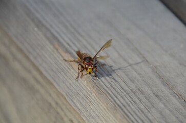hornet
