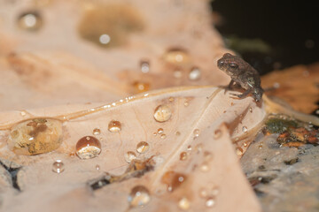 A small frog that hatched in a Texas backyard pond.