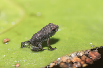 A tiny frog sits on a lily pad leaf.
