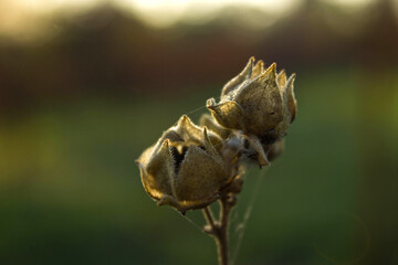beautiful botanical shot, natural wallpaper