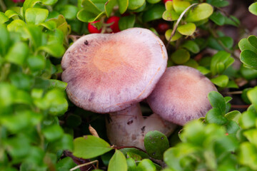 Top view of purple mushrooms growing in creeping bearberries.