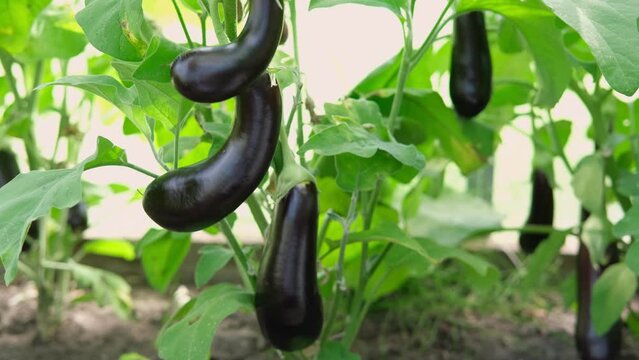 Fresh eggplants growing and ripening on a bush. Close-up view of aubergine plant with juicy eggplant cluster. Homegrown healthy food. Gardening, control examining harvesting of organic produce
