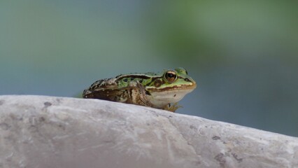 Pool frog (Pelophylax lessonae), on a rock 
