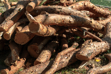 A large pile of cut pine branches. Pine branches are prepared to be used as firewood