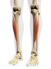 Tibialis Anterior Muscle in Isolation on Human Leg Skeleton, 3D Rendering on White Background - 646508161