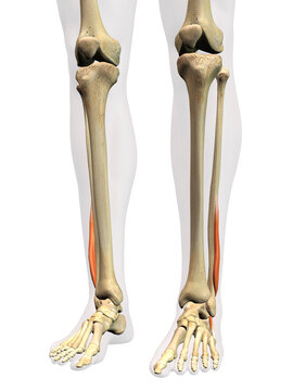 Lateral Fibularis Brevis Muscle in Isolation on Human Leg Skeleton, 3D Rendering on White Background