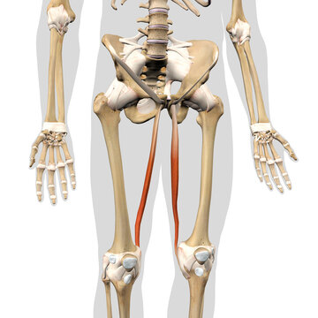 Gracilis Leg Muscles Isolated on the Human Skeleton Anterior View on a White Background